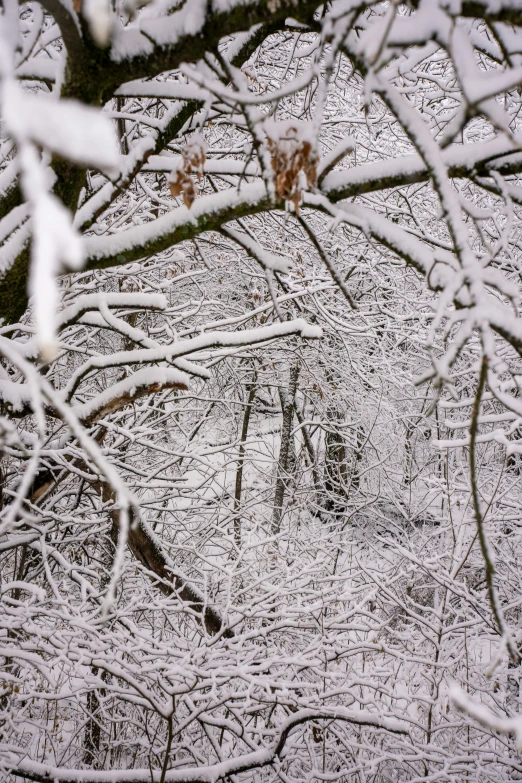snow covered trees and shrubs in the woods