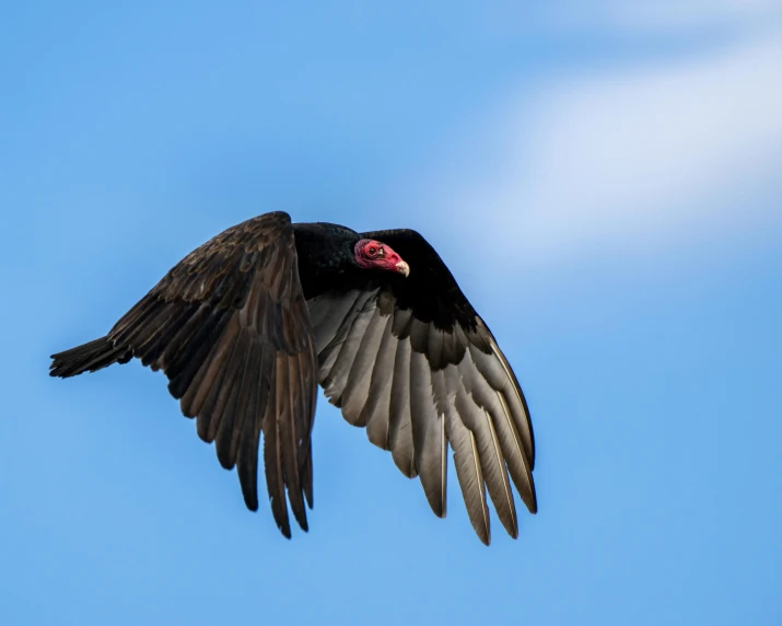 a large bird that is flying in the sky