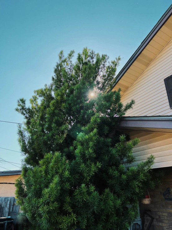 a lone tree next to the building in front of it