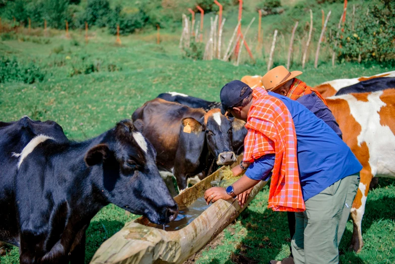 a woman is tending to a bunch of cows