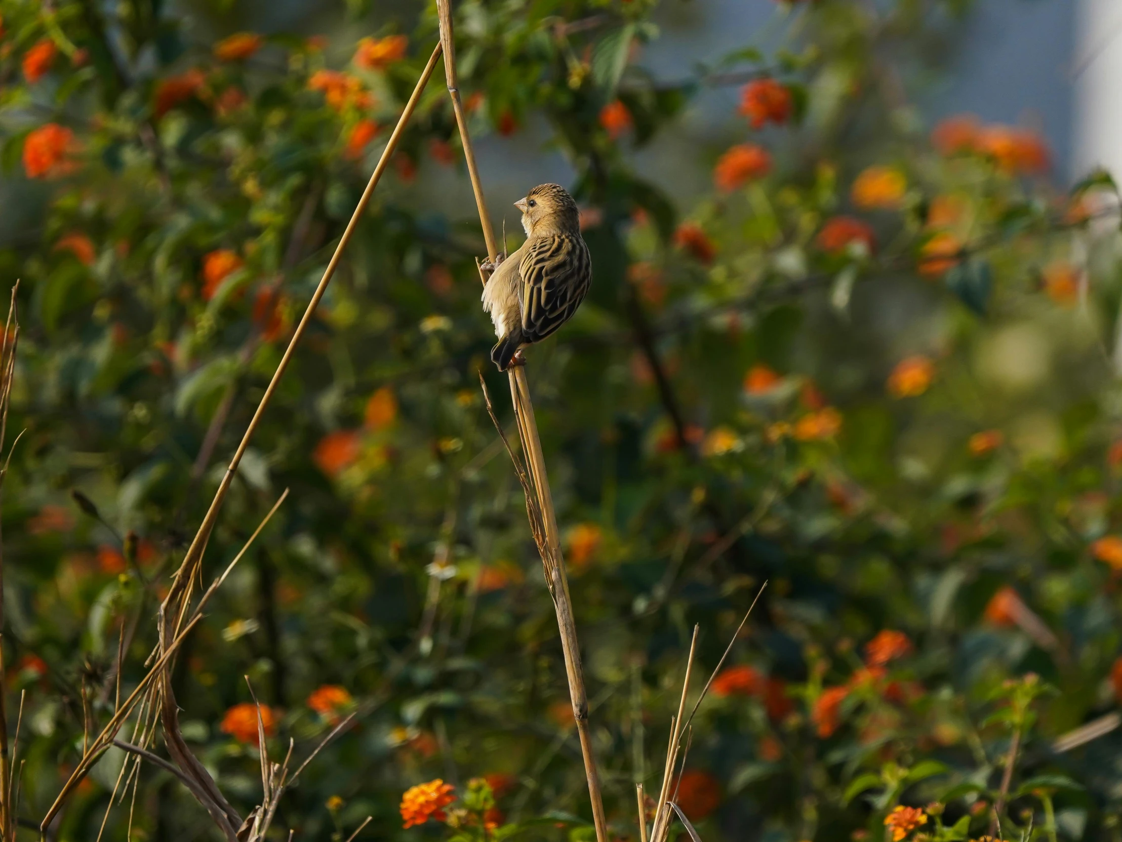 a little brown bird on a thin thin nch