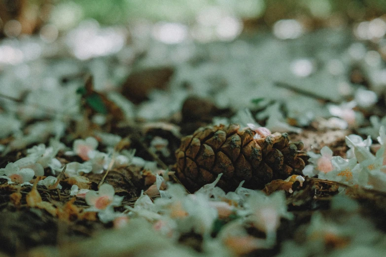 a pine cone sitting on the ground covered in snow