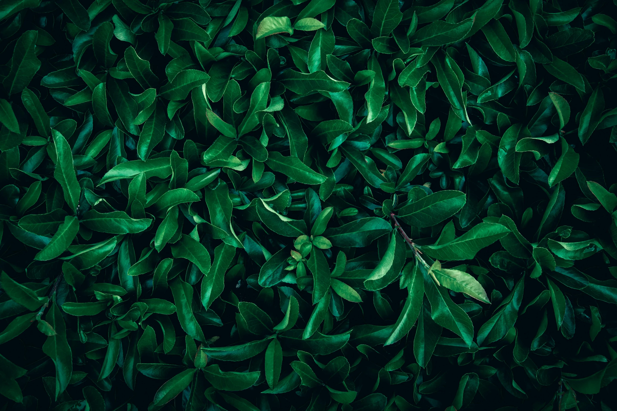 lots of leaves lying around in the ground