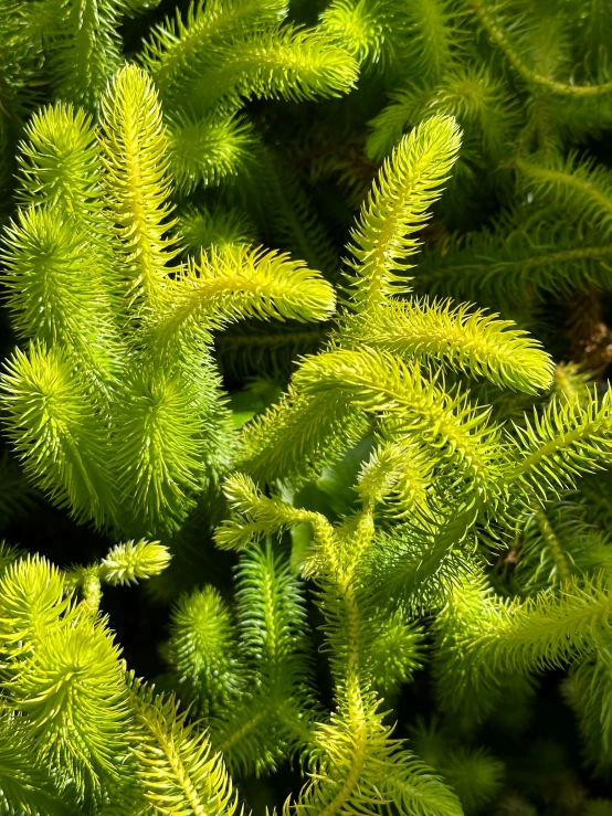 closeup of some green plants on the ground