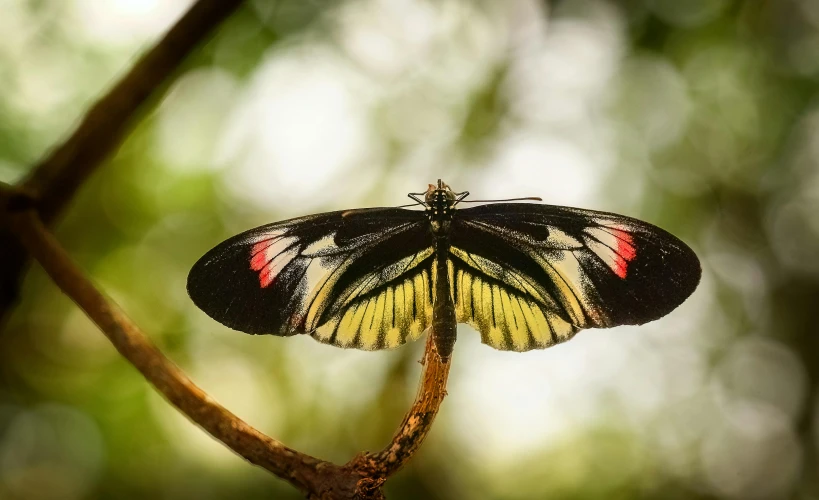 a large yellow and black erfly with red markings sits on a thin nch