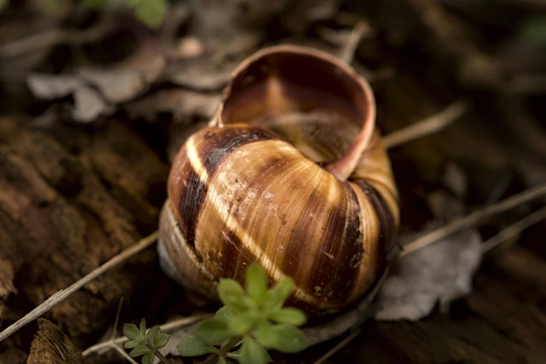 two small snails on the ground near a plant