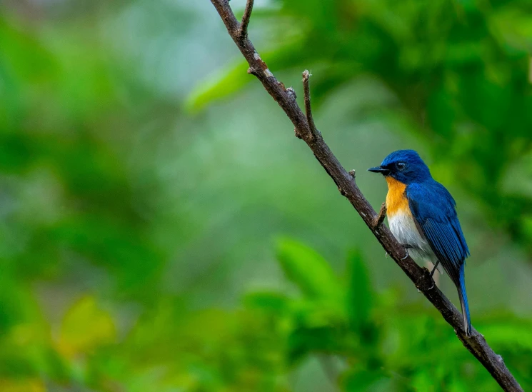 the blue and yellow bird is sitting on a nch