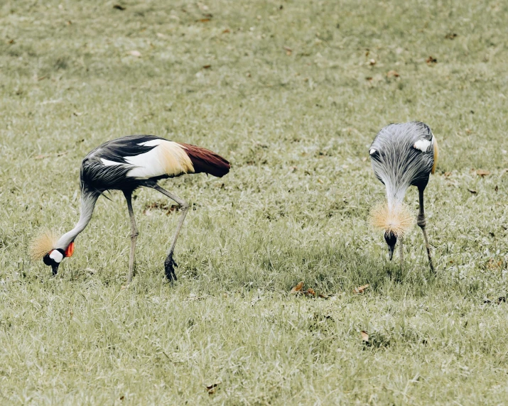 two bird are seen in an open field