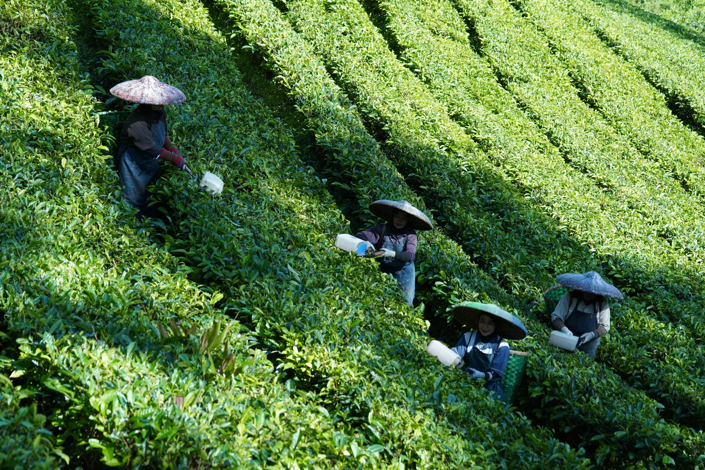 two workers carrying boxes on their heads are in the middle of a large green field