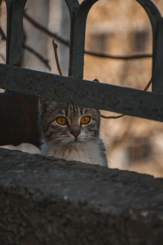 a grey and white cat is sitting down