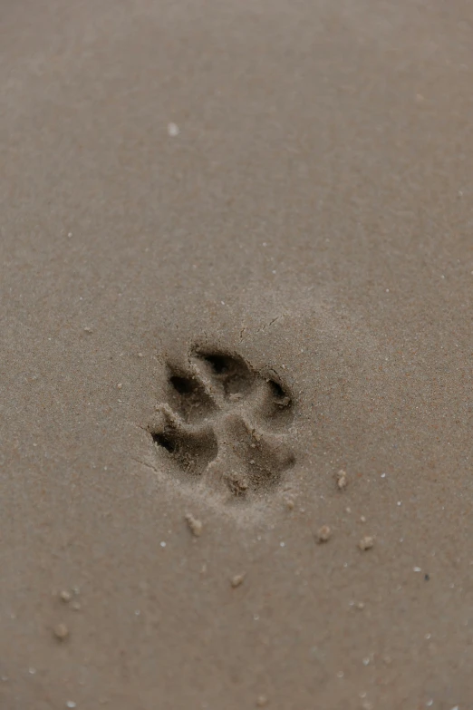 paw prints are in the sand of a beach