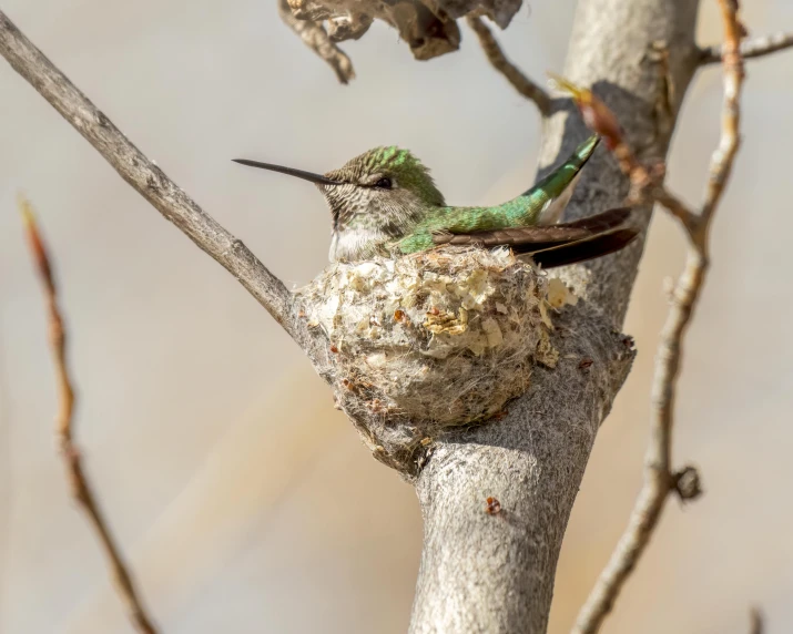 a bird is sitting in a tree near a nest