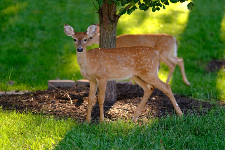 a couple of small deer standing next to a tree