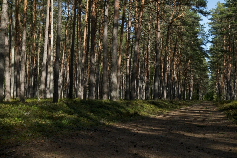 an unmowed forest with pine trees in the foreground