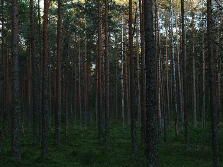 many trees are in the middle of the forest