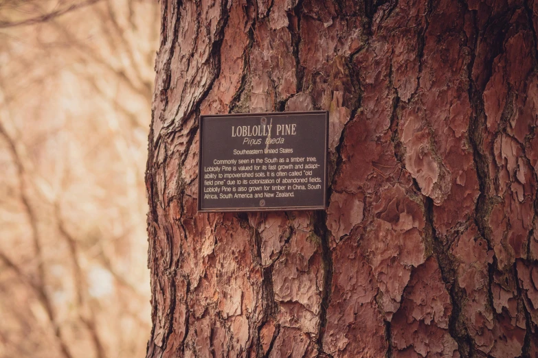 the plaque is attached to the bark of a tree