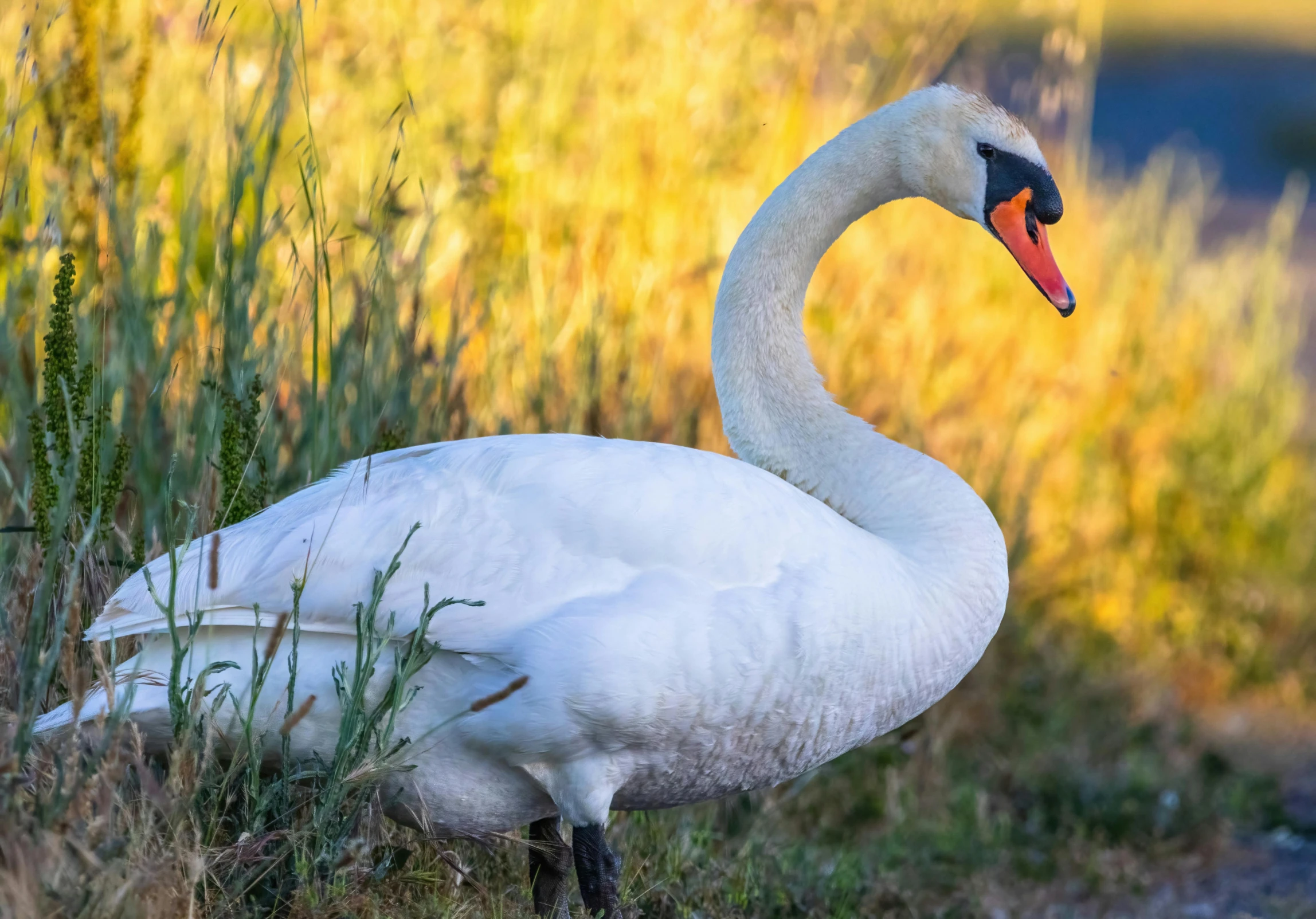 a large white swan standing in tall grass