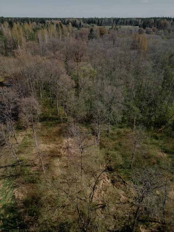 a po of an area of trees with no leaves