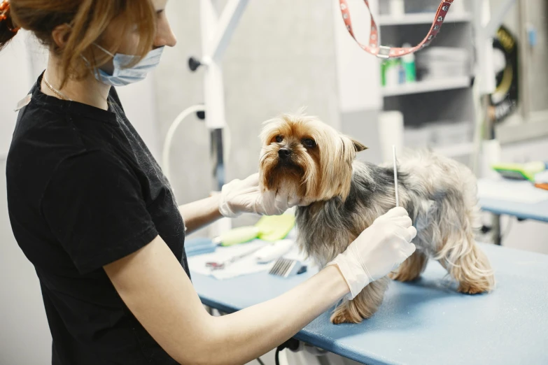 a woman in a dental mask grooming a little dog