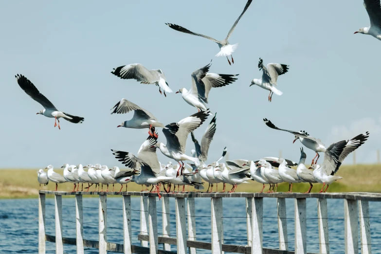 birds fly above water on a dock in a marsh