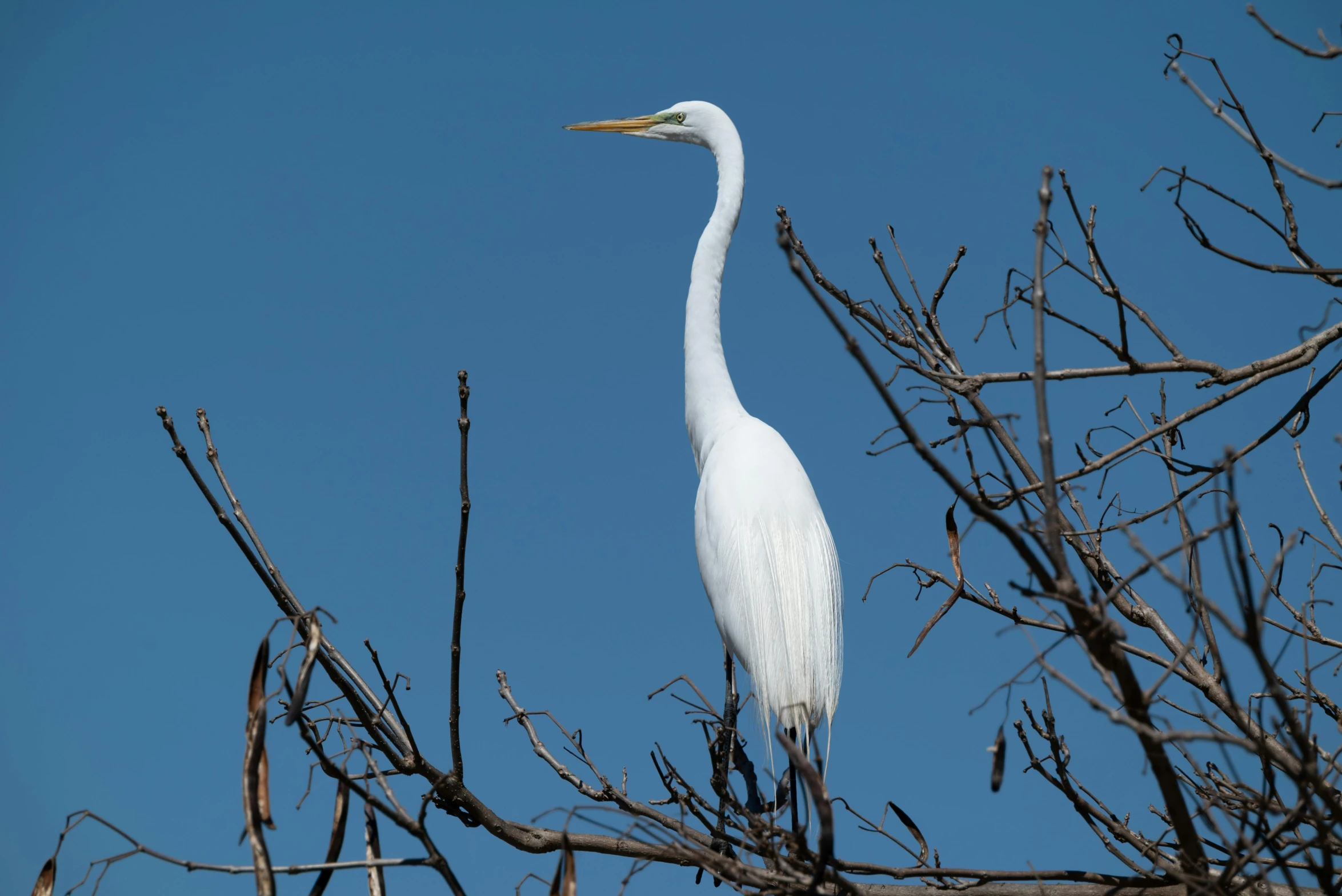 a bird standing on the top of a tree