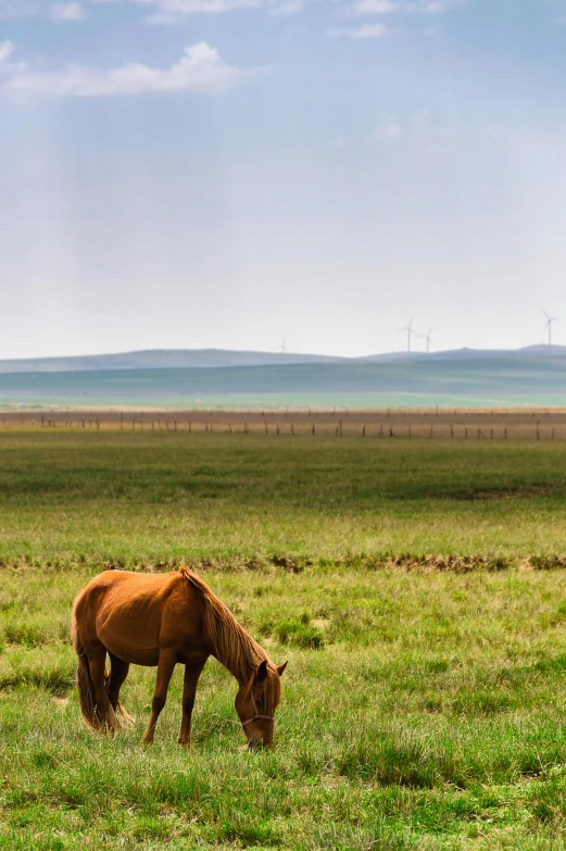 a horse eating grass on a green field