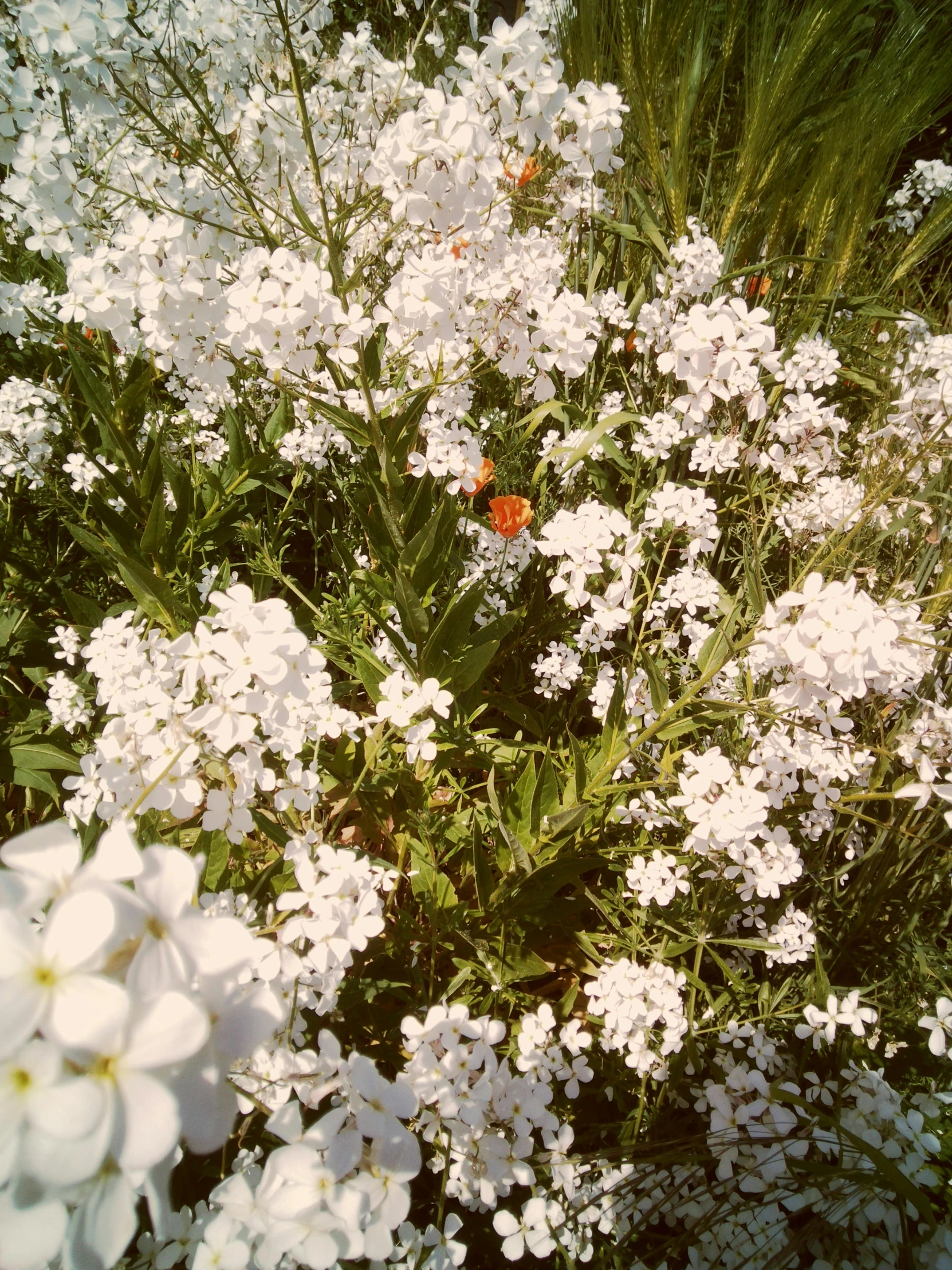 some white flowers and green grass and one has a red pin on it