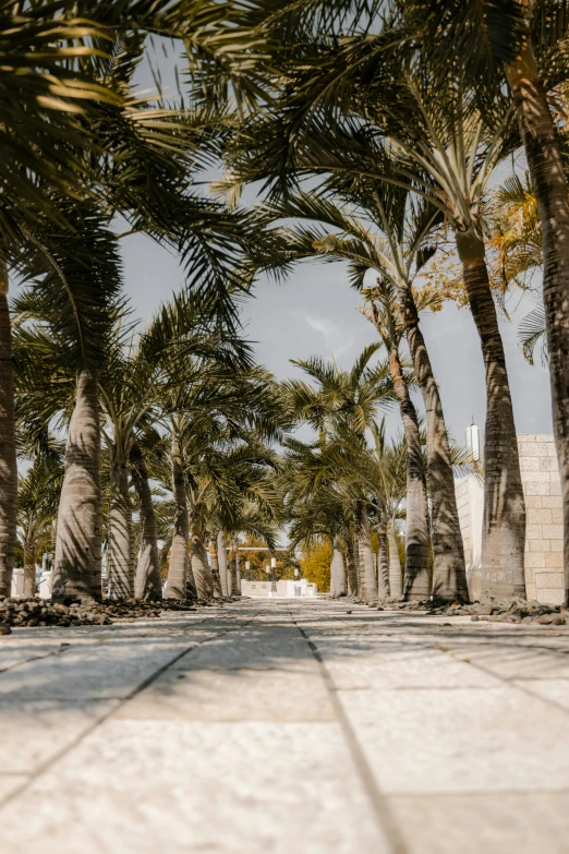 a group of palm trees near a sidewalk and water fountain