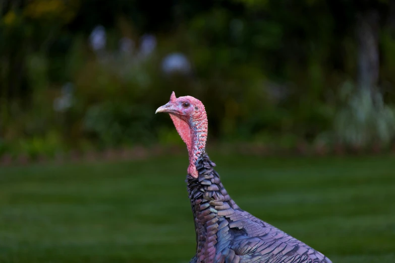 a large bird with many feathers standing in the grass