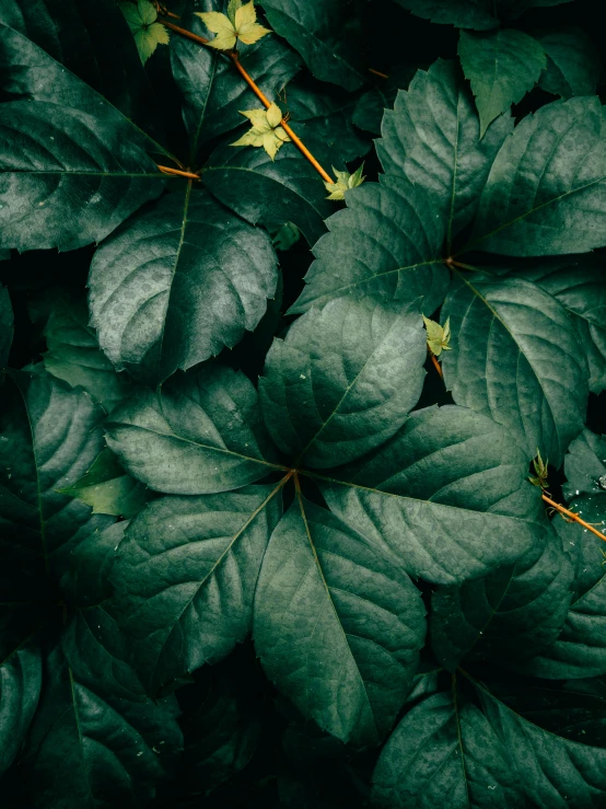 green leaves covering an area with green light