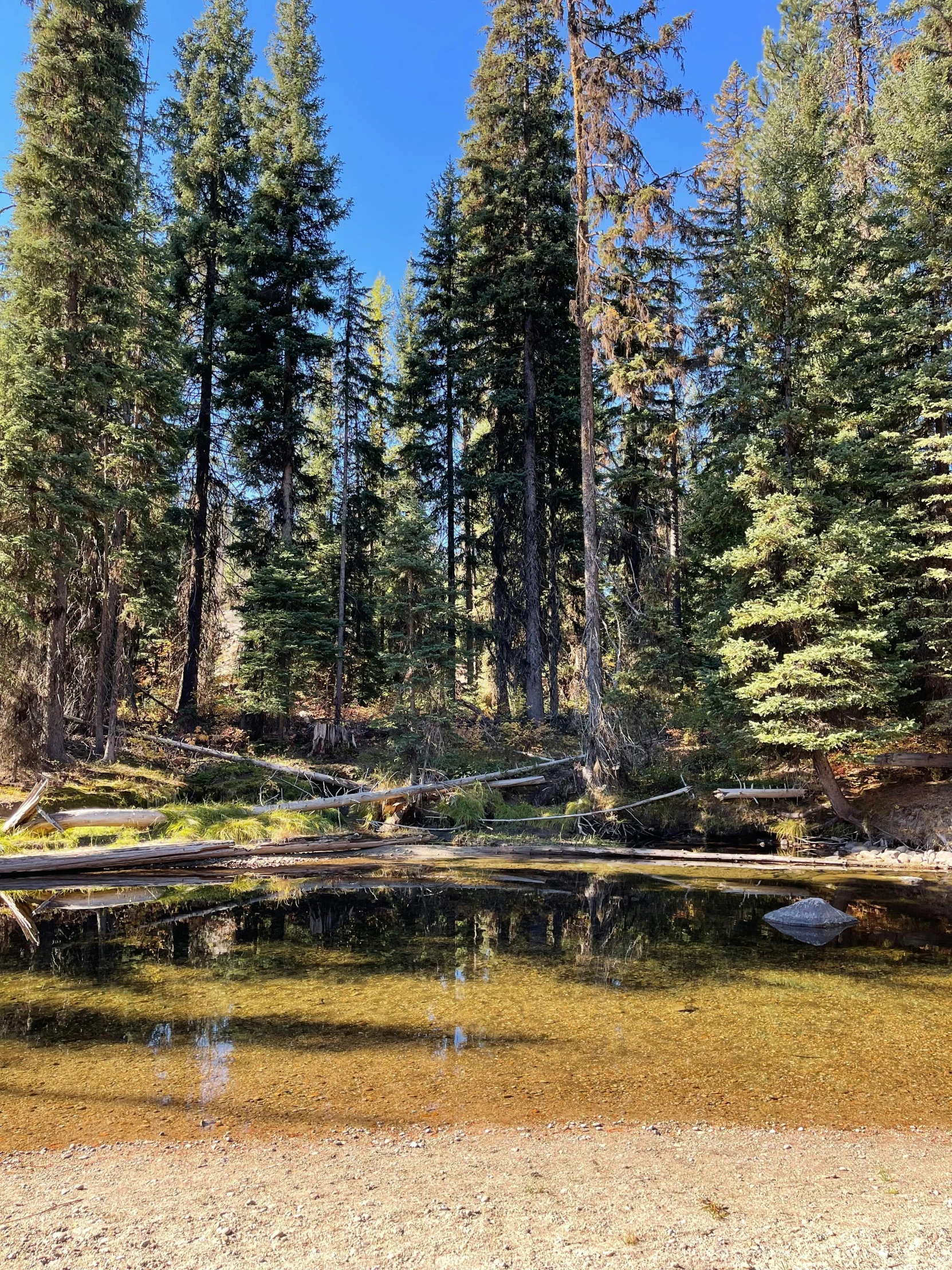 the shoreline of a small lake surrounded by trees