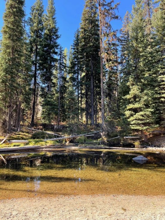 the shoreline of a small lake surrounded by trees