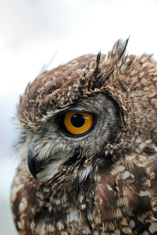 an owl with yellow eyes and long black hair