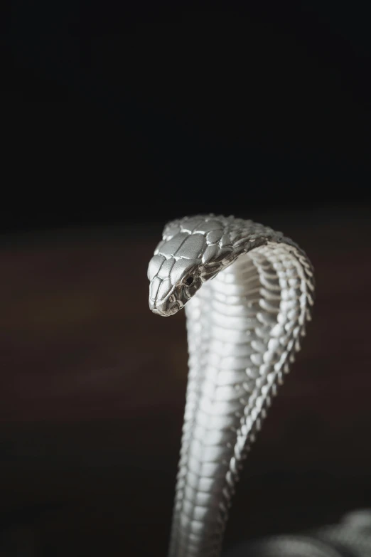 the coiled snake is white with black stripes