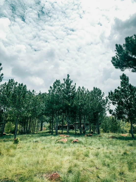 an open area with several trees and grass