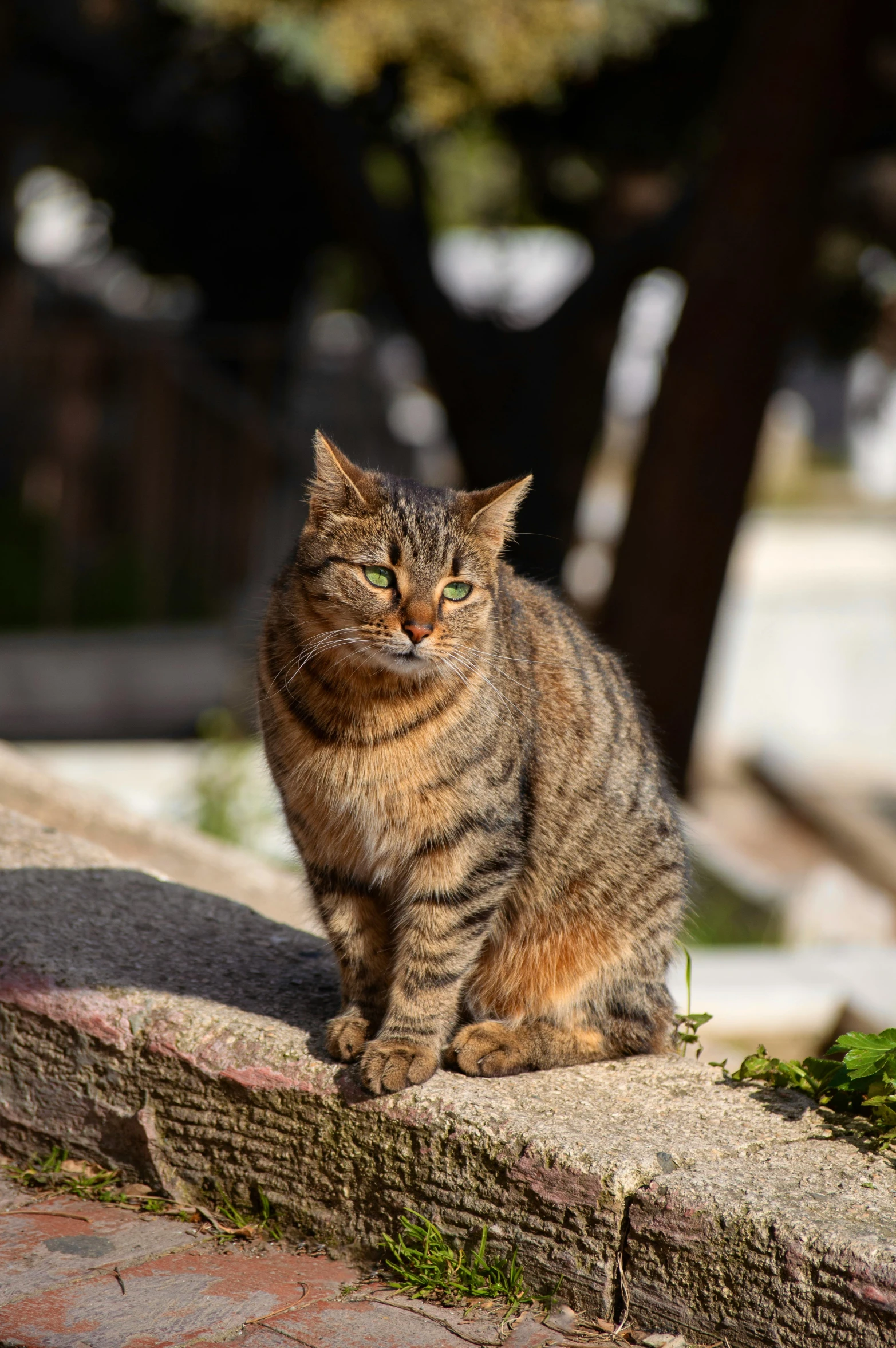 a cat sitting on a ledge in the sun