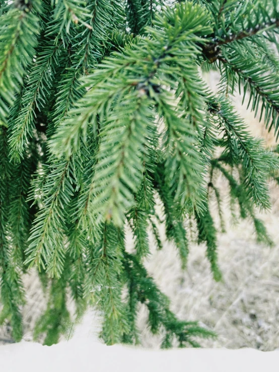 close up view of a green pine tree nch