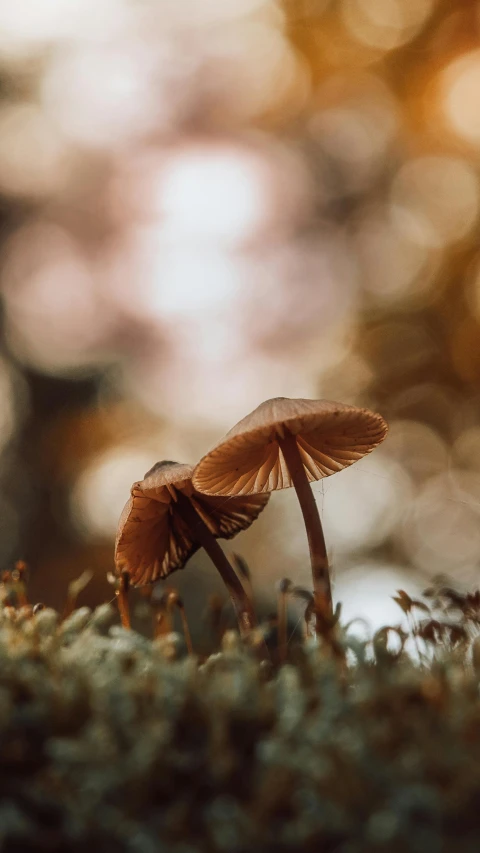 a small mushroom sits on the ground