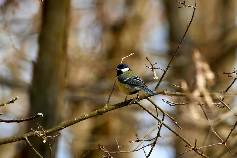 bird perched on tree limb, in the background is bare trees
