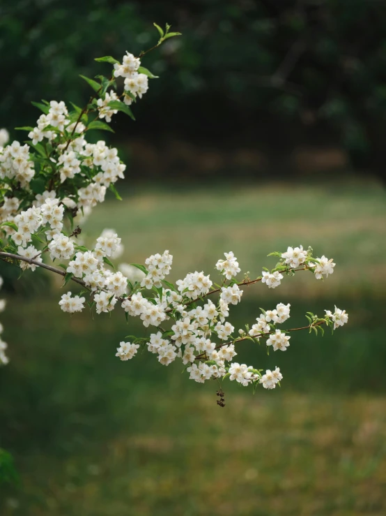 a white flowered tree in bloom on the ground