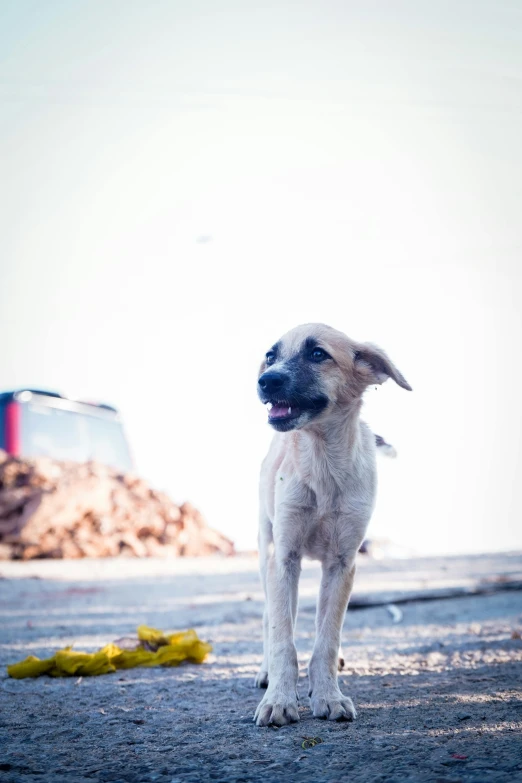 a dog standing by some water with the sky in the background