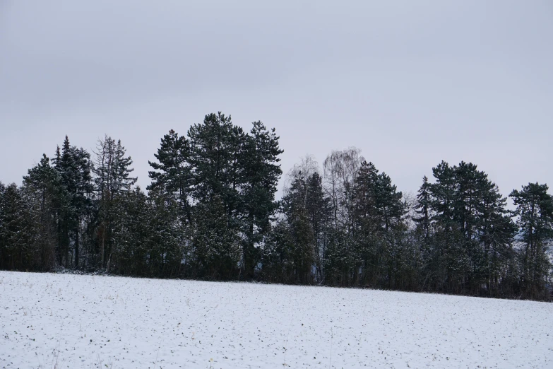 a winter landscape with pine trees and a snow covered field