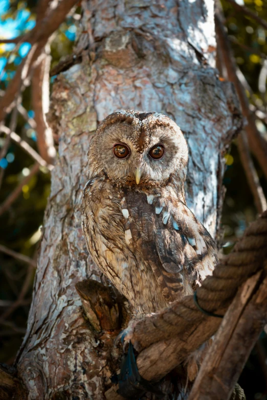 an owl sitting in a tree with no leaves