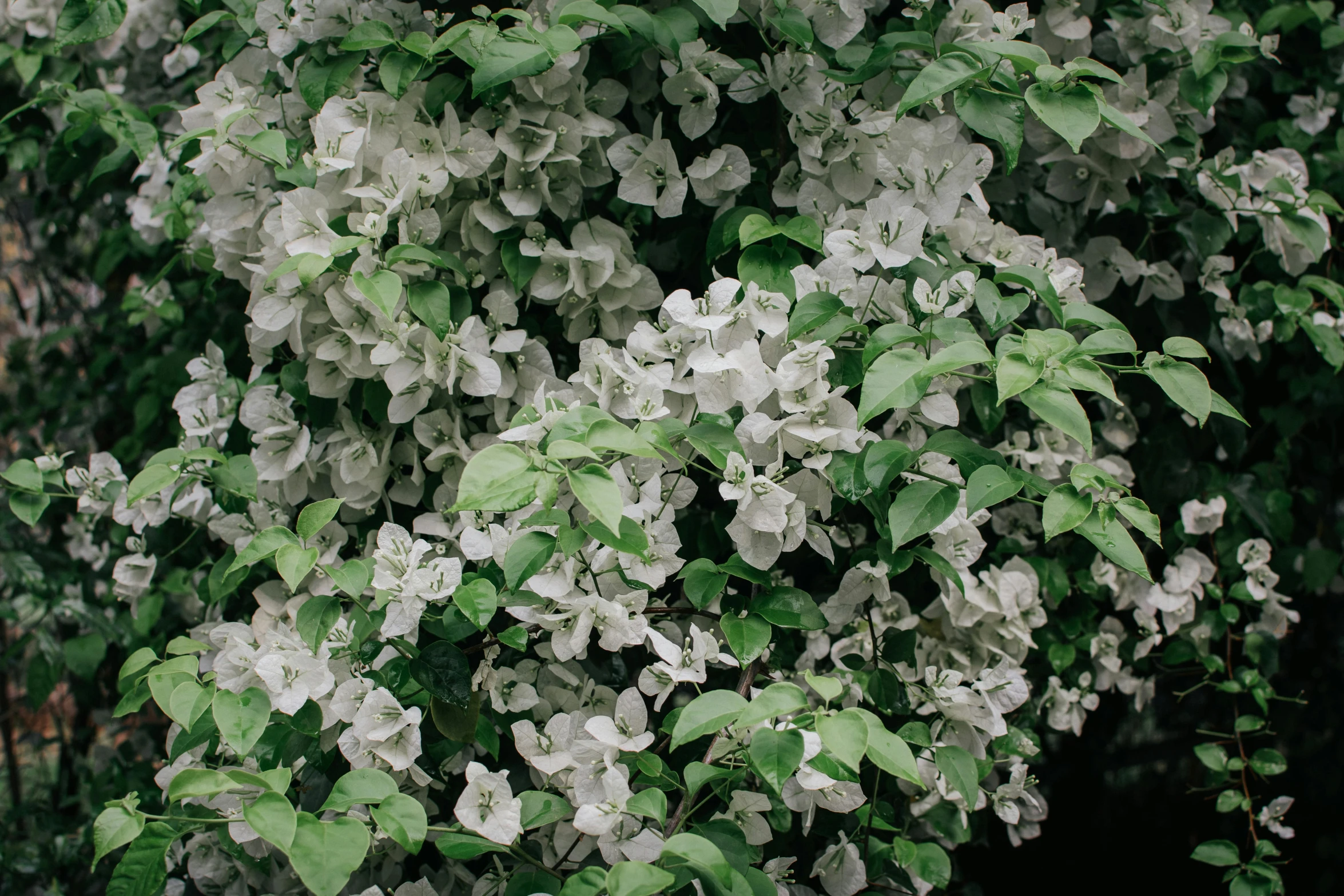 a large flower bush that is blooming white and green leaves