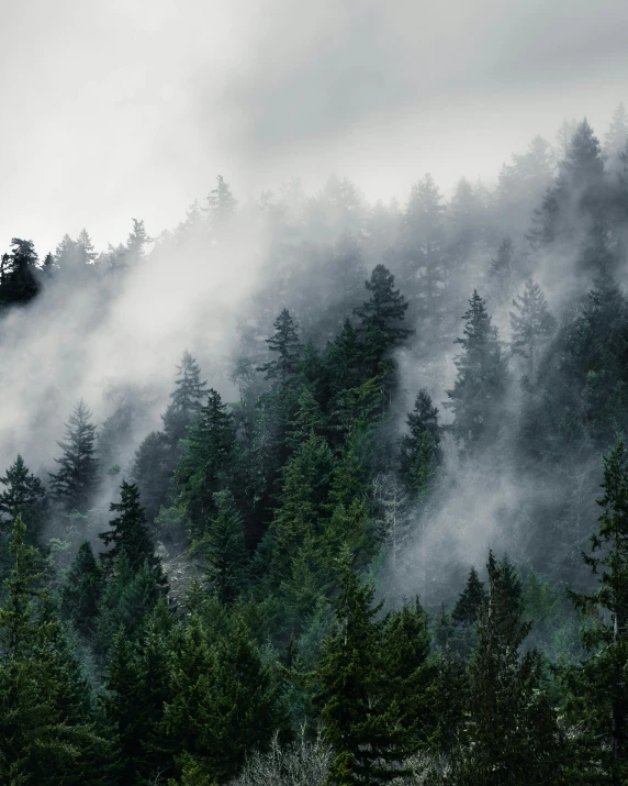 fog hanging low over evergreen trees on a steep slope