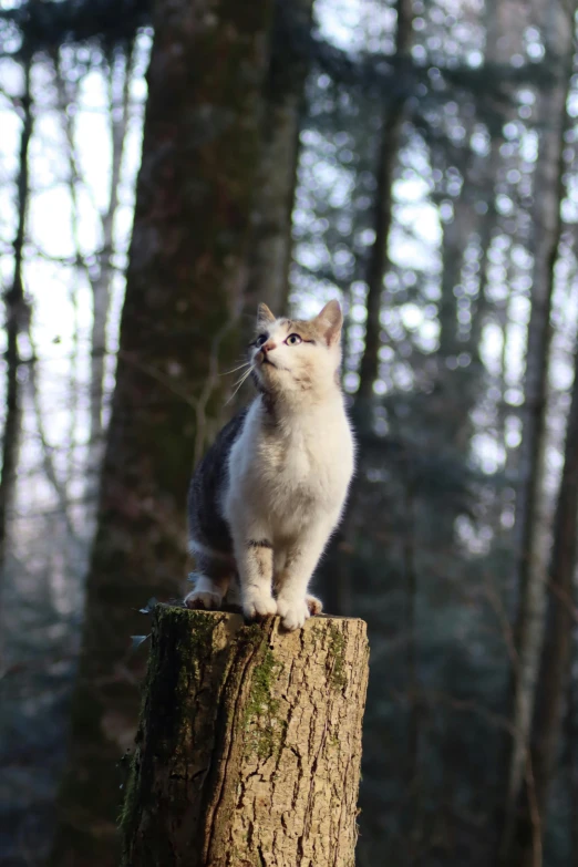 a cat is sitting on top of a stump