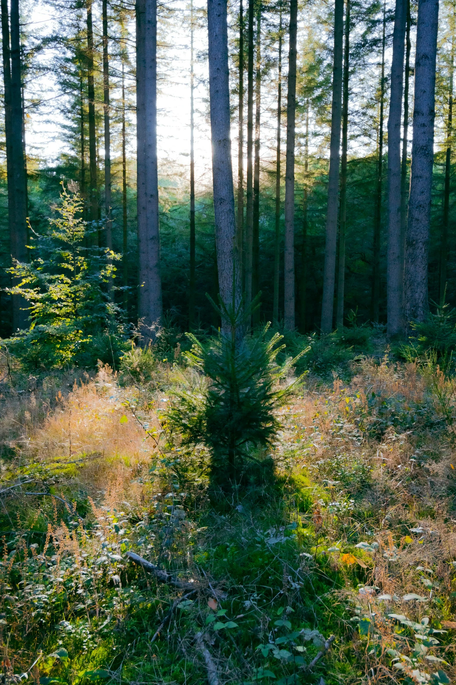 the sun shines through a group of trees