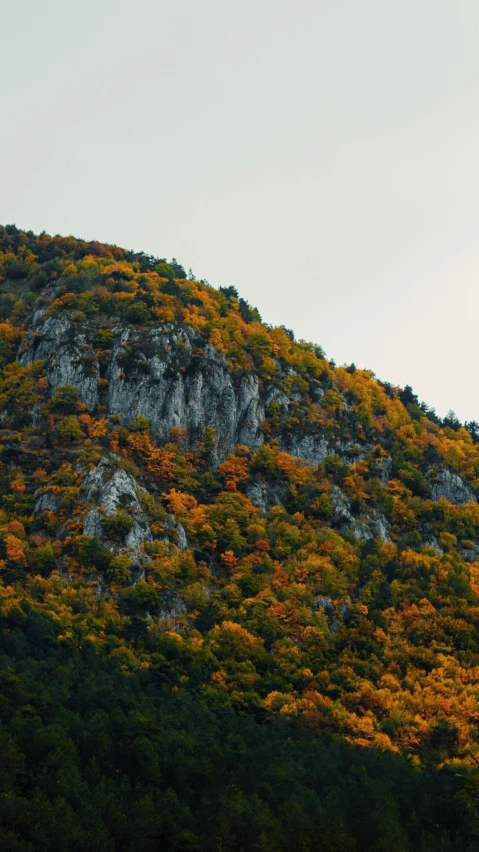 a hillside covered in autumn leaves with a tree line