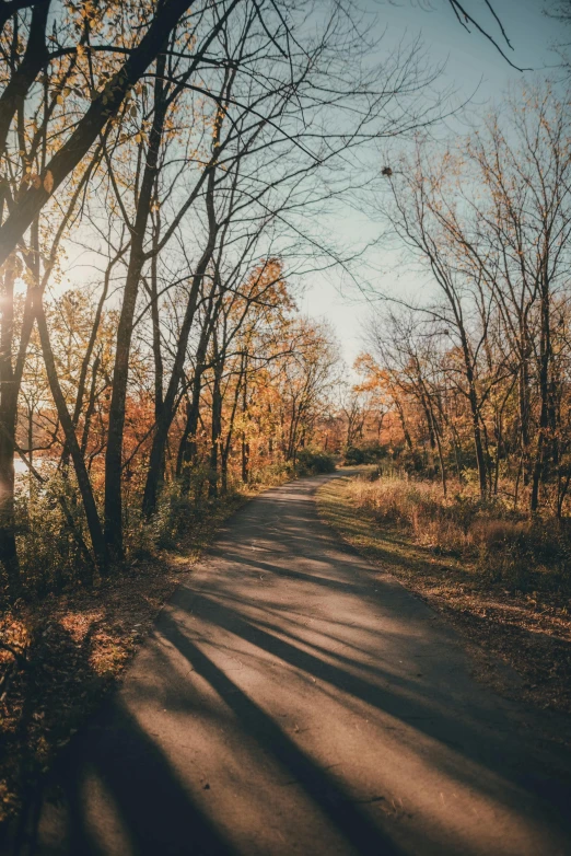 a dirt road surrounded by trees and grass