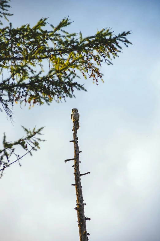 a close up of a tree with bird perched on it